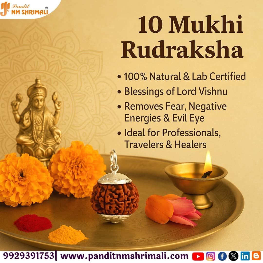 10 Mukhi Rudraksha 100% Certified thumbnail 2