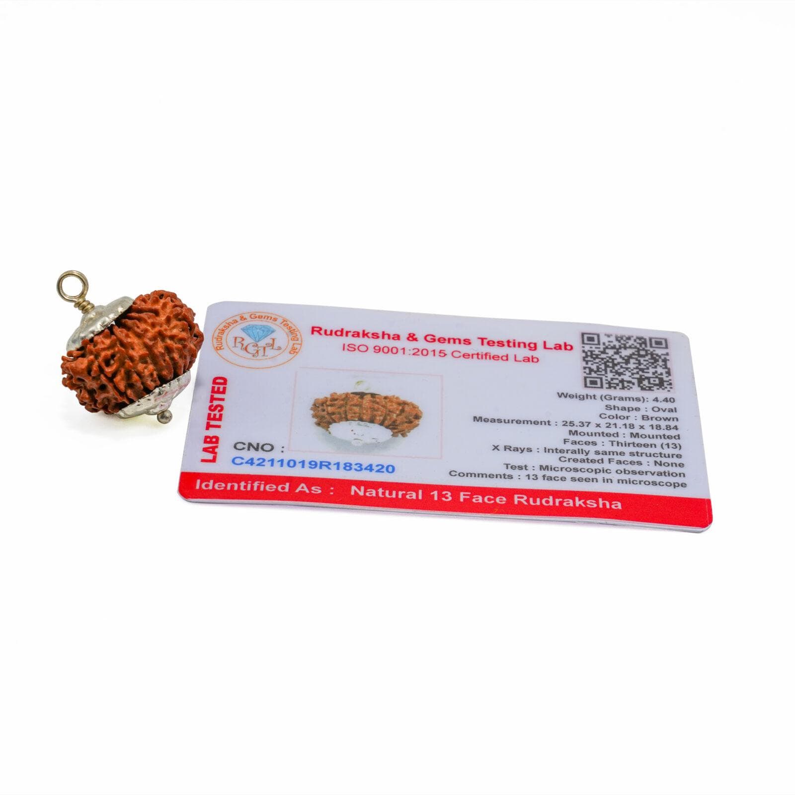 13 Mukhi Rudraksha thumbnail 3