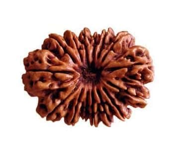 14 Mukhi Rudraksha 100% Certified thumbnail 2