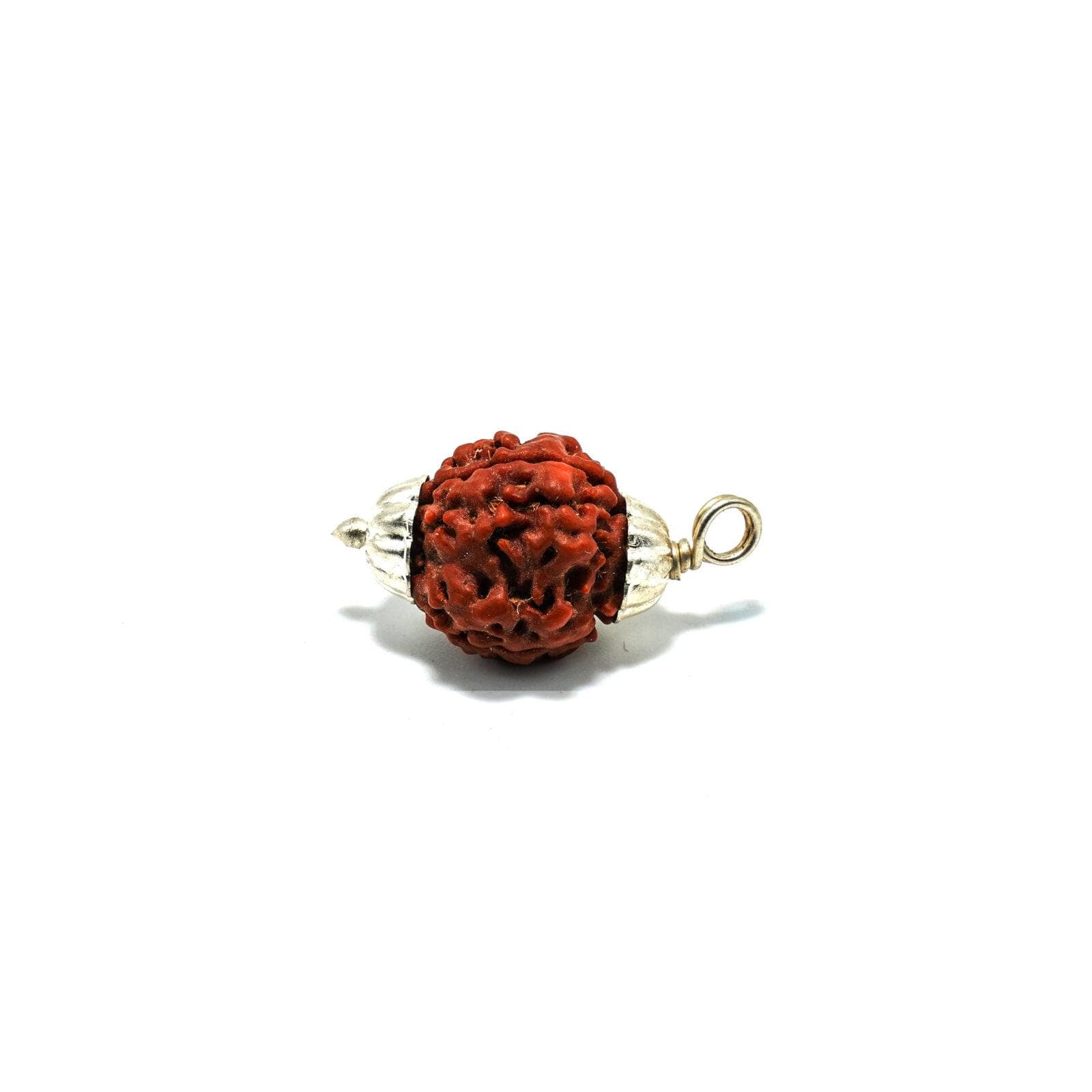 3 Mukhi Rudraksha 100% Certified thumbnail 4