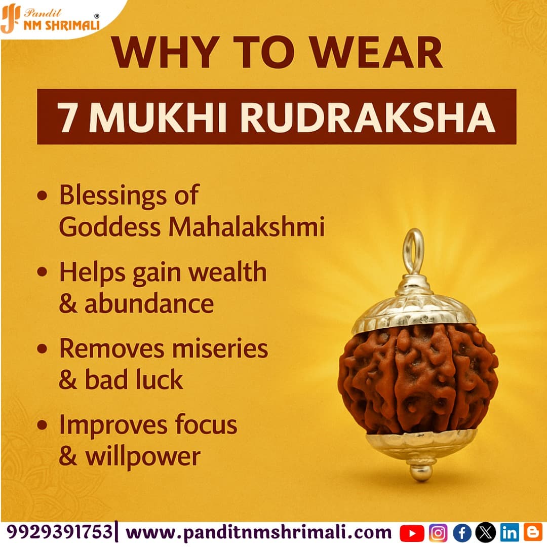7 Mukhi Rudraksha 100% Certified thumbnail 2