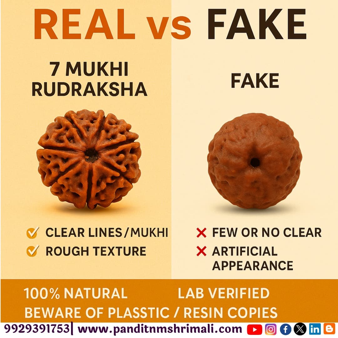 7 Mukhi Rudraksha 100% Certified thumbnail 3
