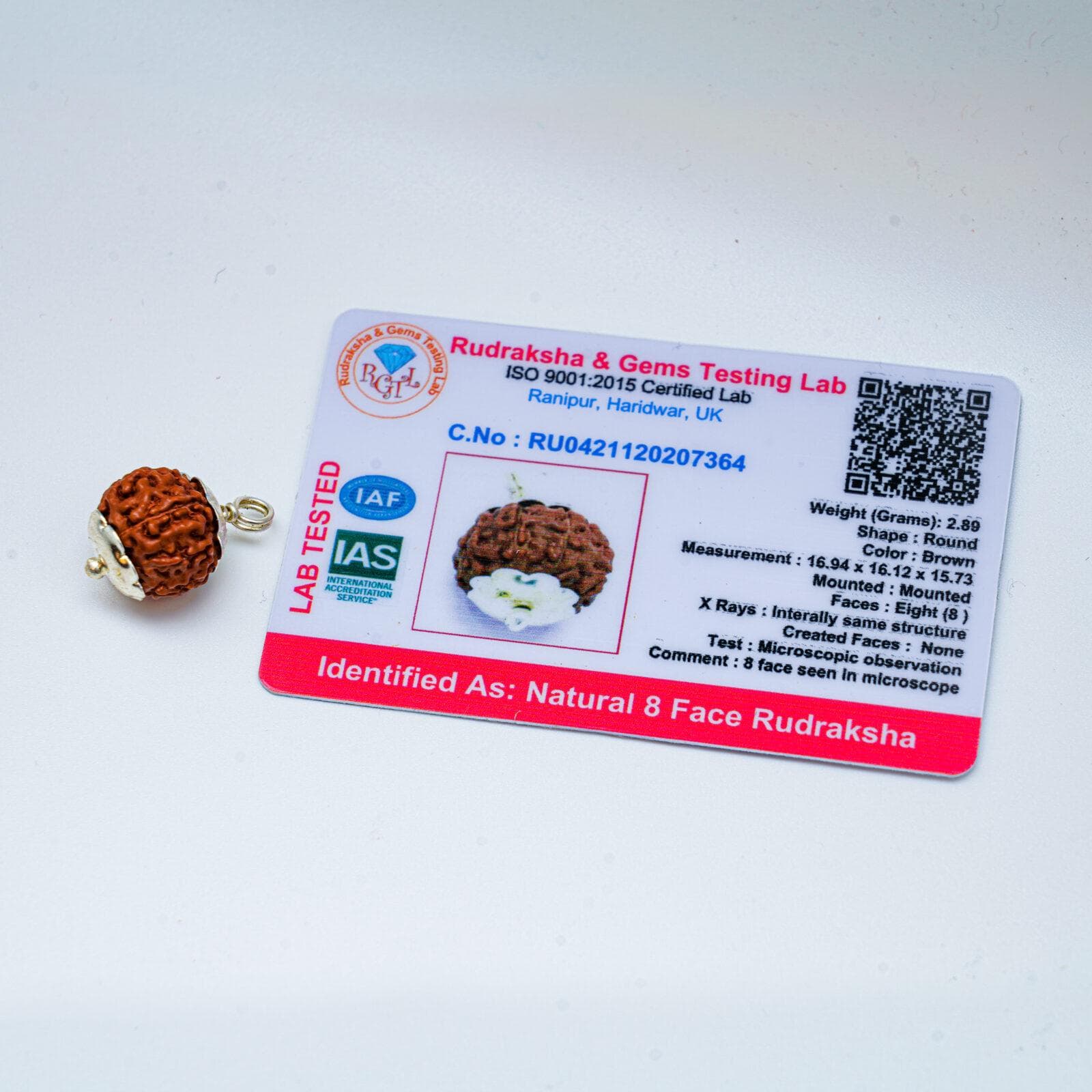 8 Mukhi Rudraksha 100% Certified thumbnail 2