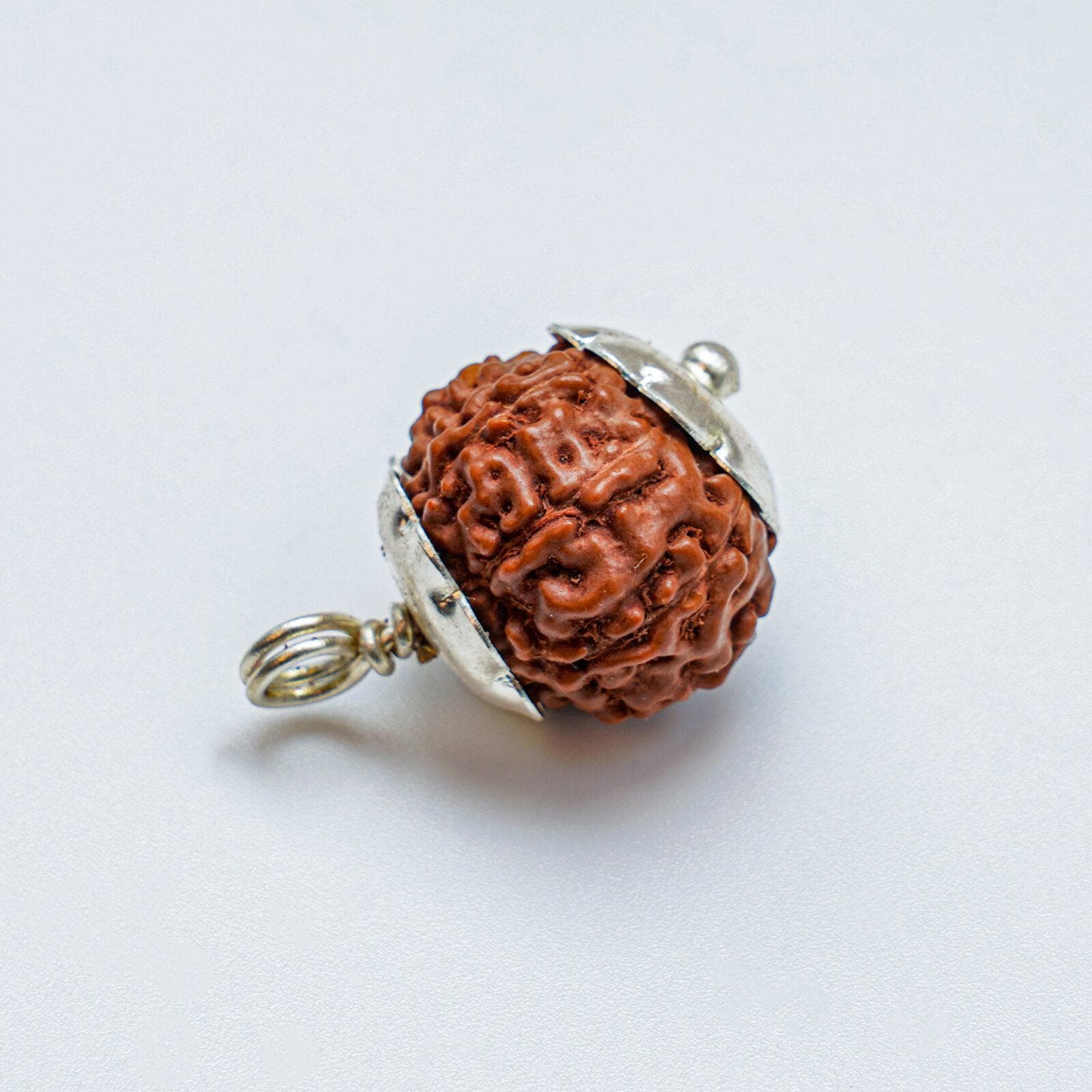 8 Mukhi Rudraksha 100% Certified thumbnail 3