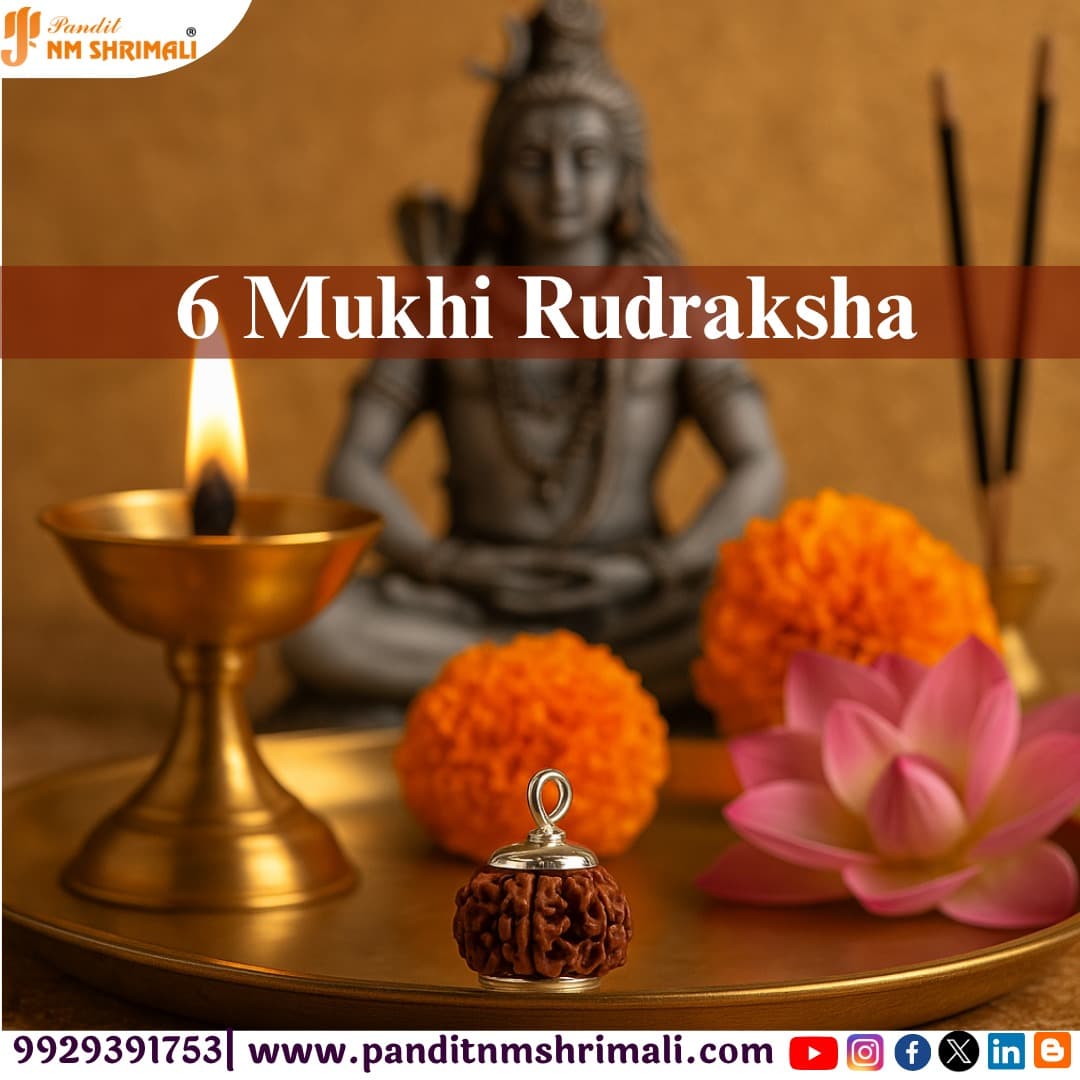 6 Mukhi Rudraksha 100% Certified