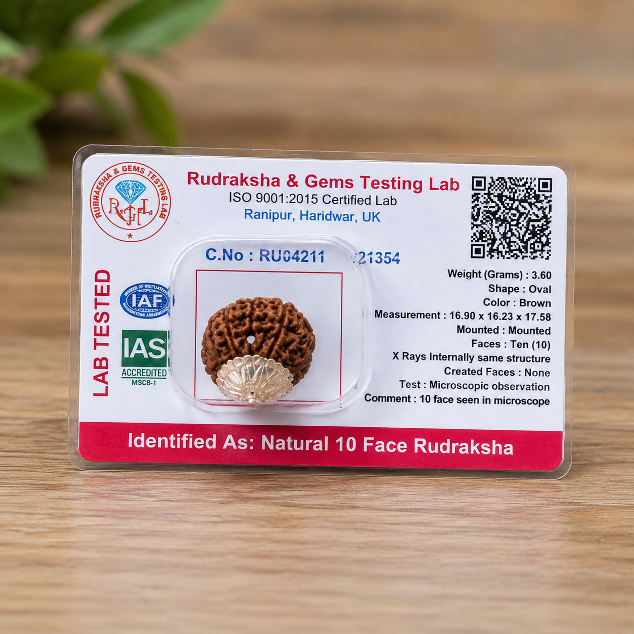 10 Mukhi Rudraksha 100% Certified thumbnail 2