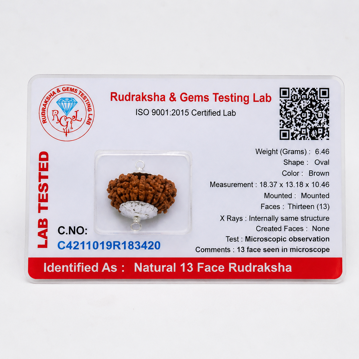 13 Mukhi Rudraksha 100% Certified thumbnail 2