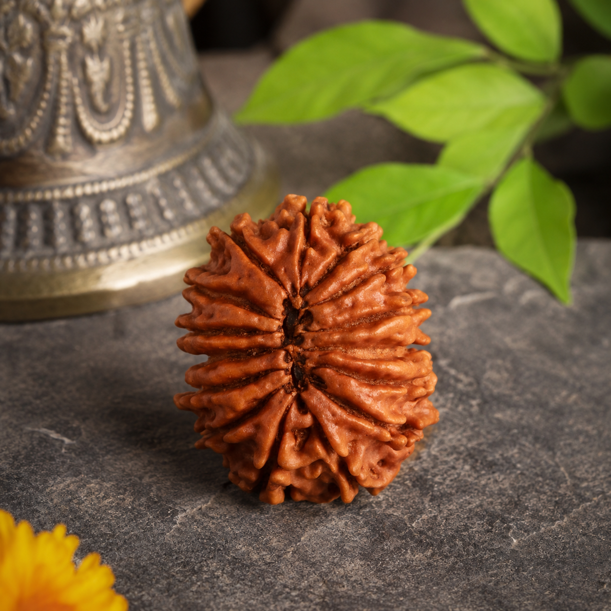 15 Mukhi Rudraksha 100% Certified