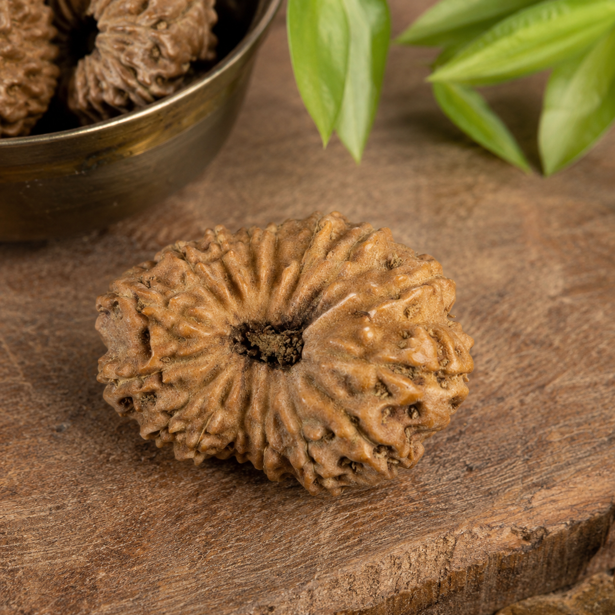 16 Mukhi Rudraksha 100% Certified thumbnail 3