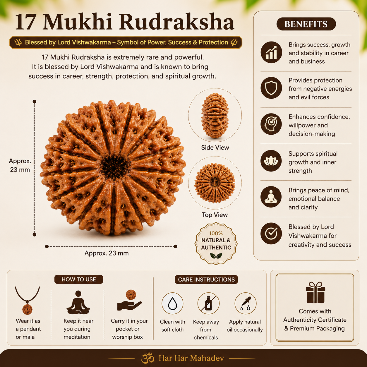 17 Mukhi Rudraksha 100% Original & Certified thumbnail 2