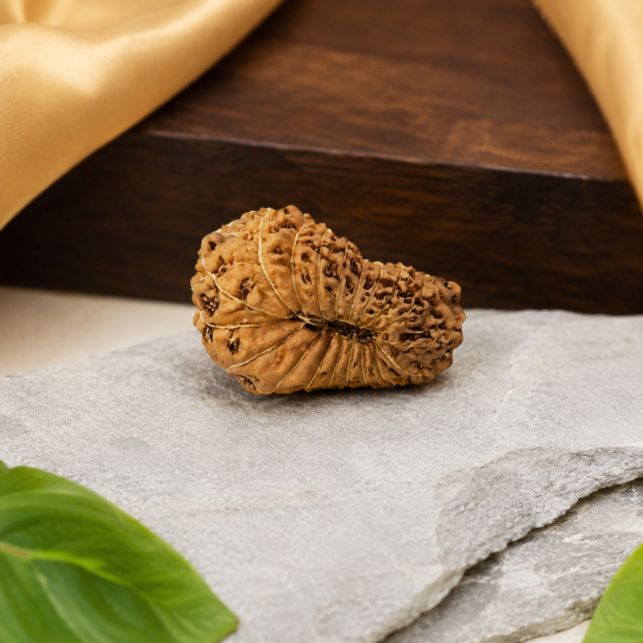 19 Mukhi Rudraksha 100% Original & Certified