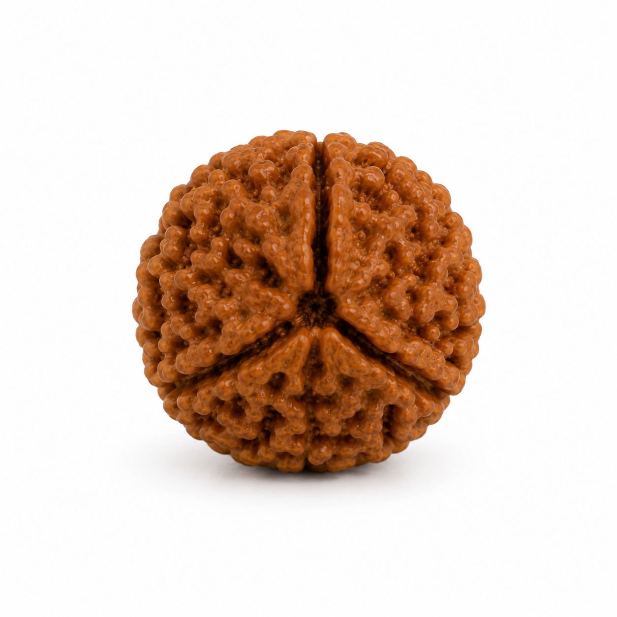 3 Mukhi Rudraksha 100% Certified thumbnail 3