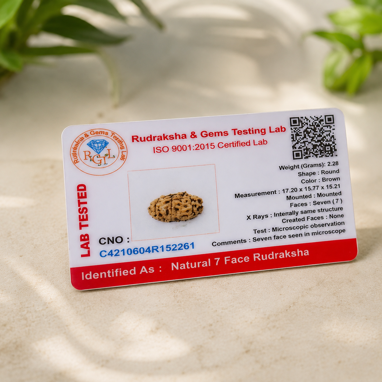 7 Mukhi Rudraksha 100% Certified thumbnail 2