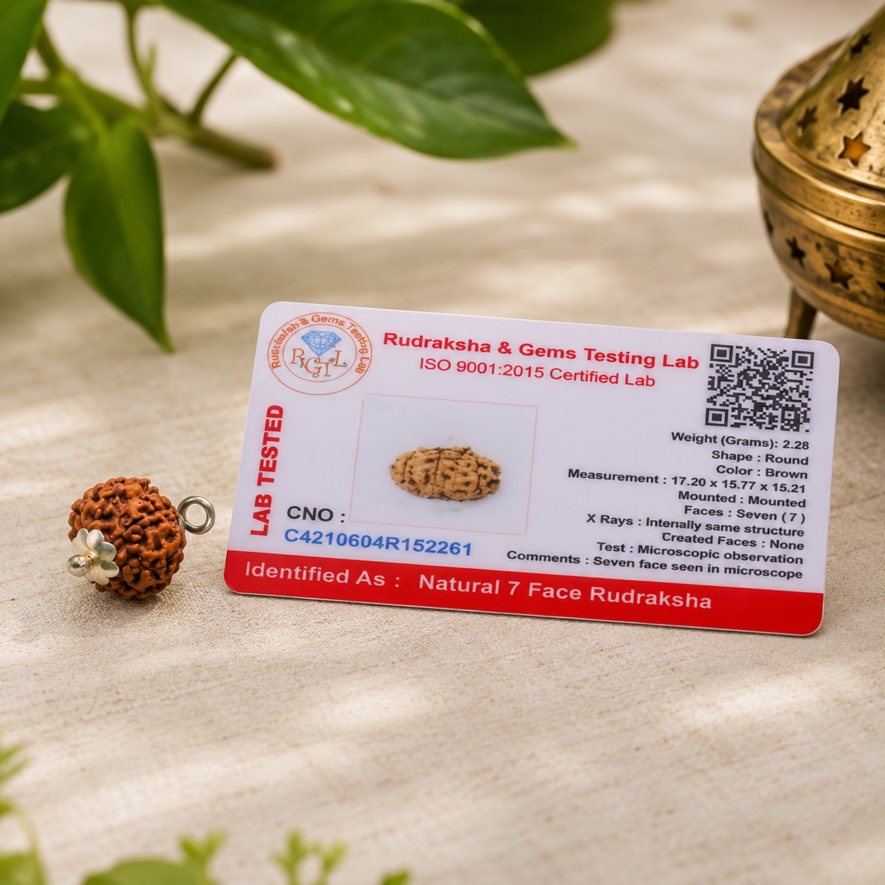 7 Mukhi Rudraksha 100% Certified thumbnail 3