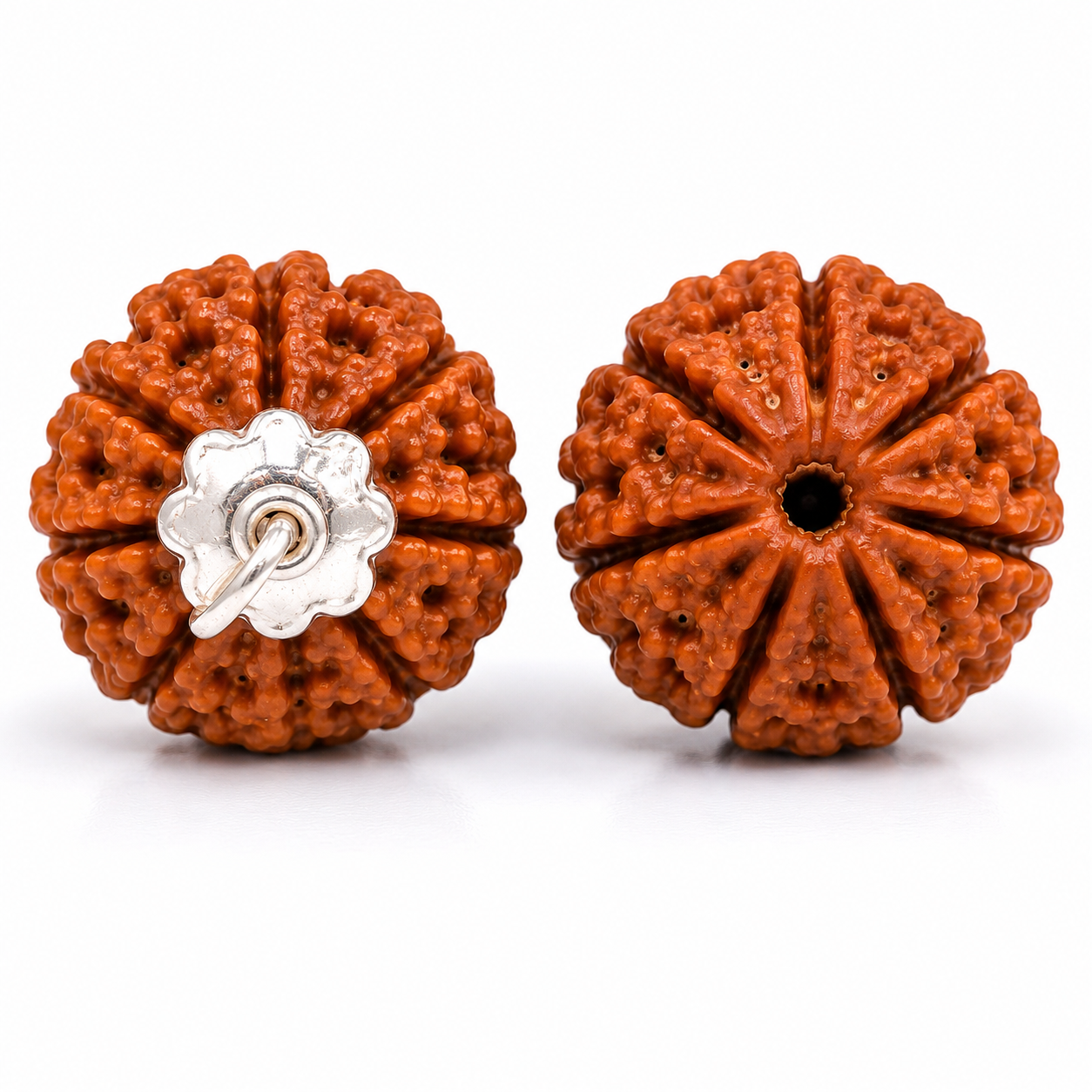 8 Mukhi Rudraksha 100% Certified thumbnail 2