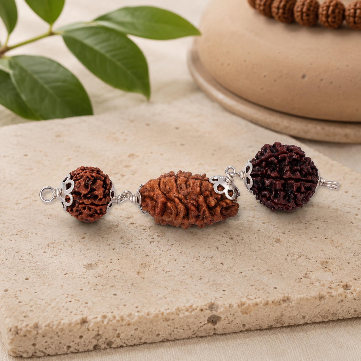 Vrishchik Rashi Rudraksha 2+3+6 Mukhi