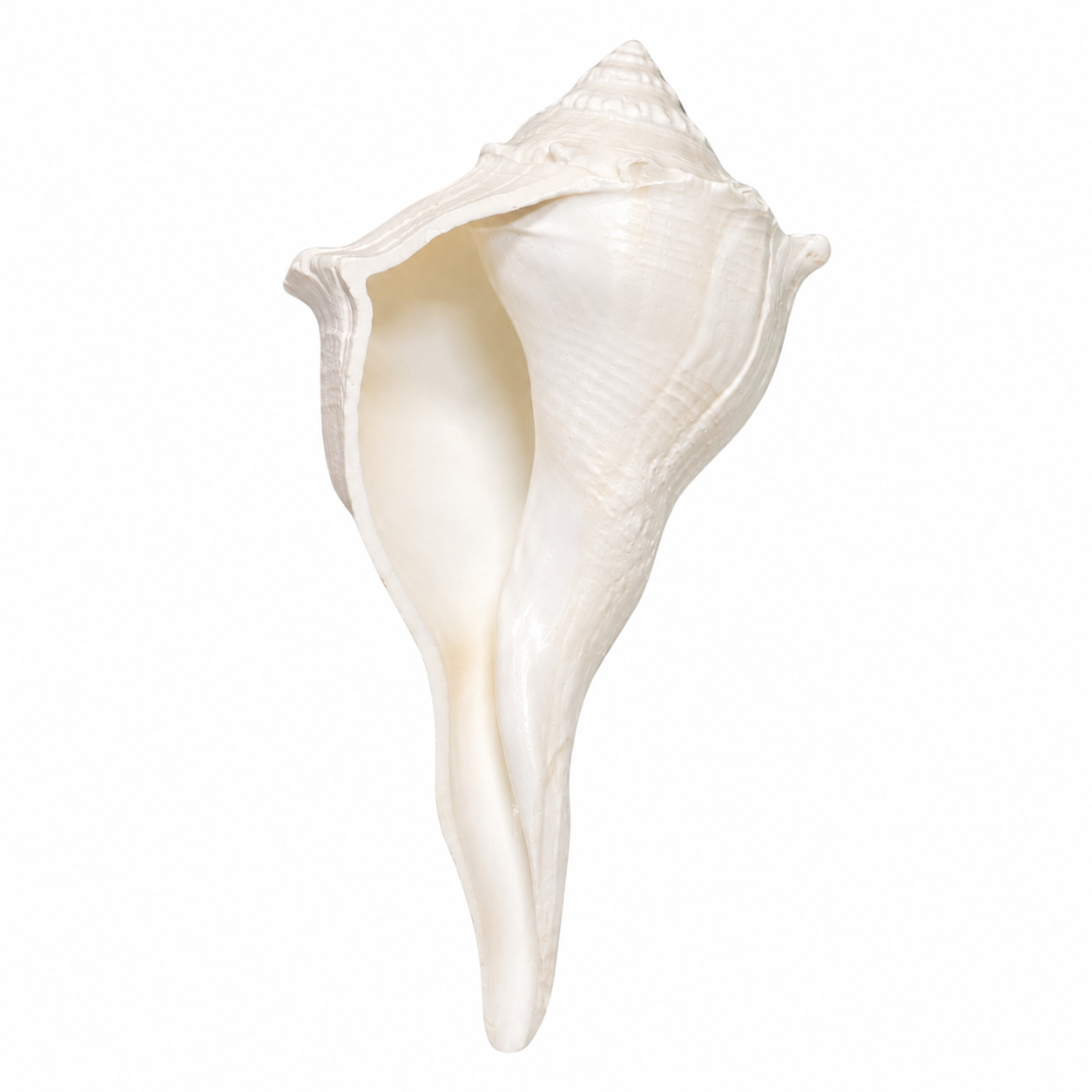 Dakshinavarti Shankh (Right-Turning Conch) - Image 1