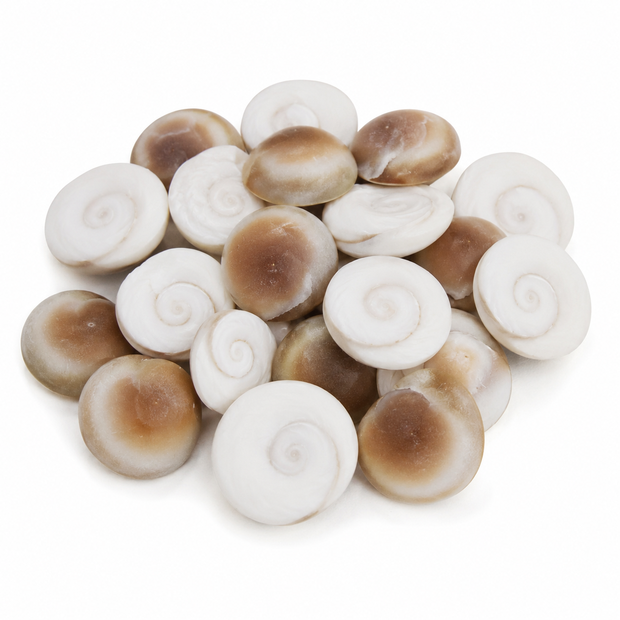 Gomati Chakra (Sacred Conch Discs) - Image 1