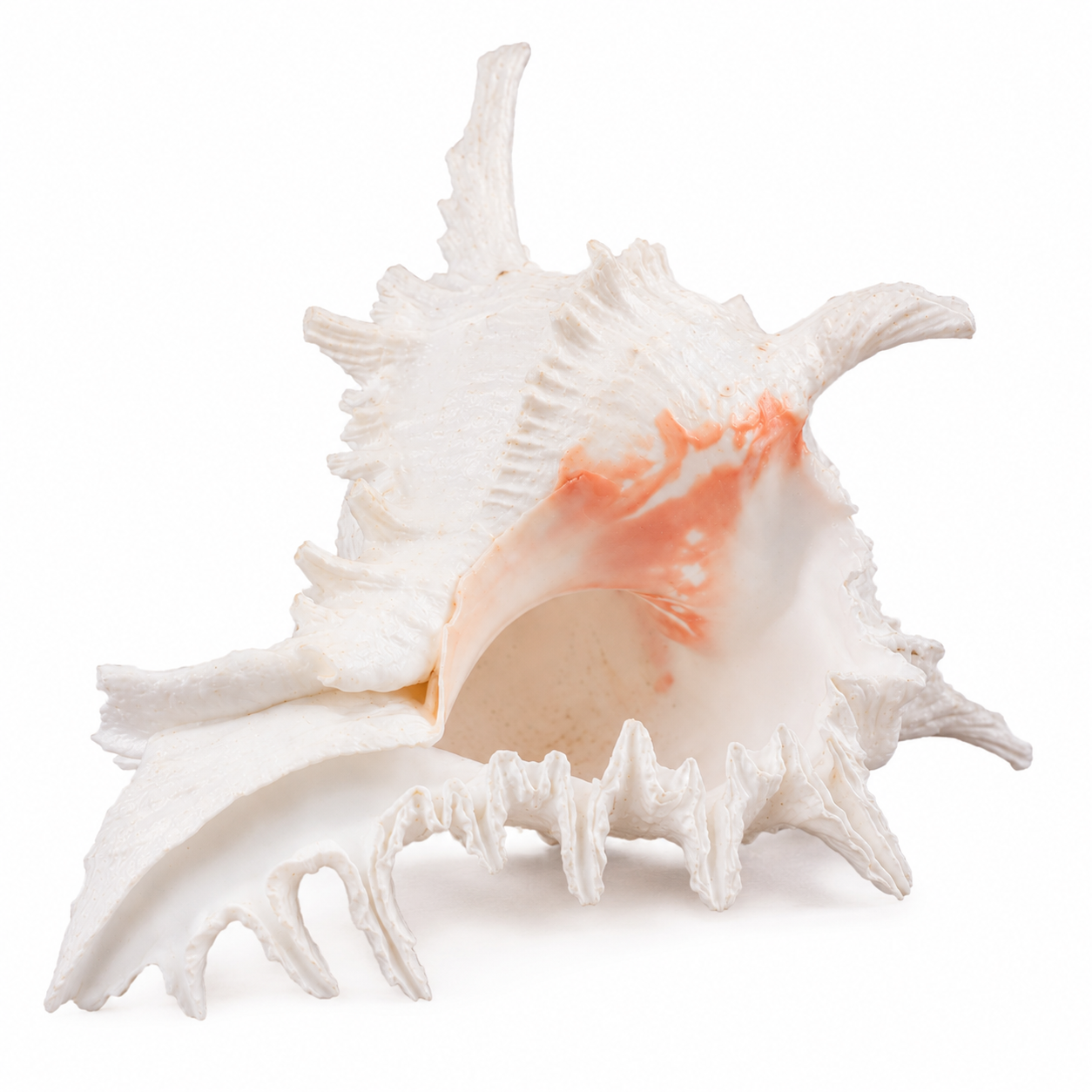 Gomukh Shankh (Cow-Face Conch) - Image 1