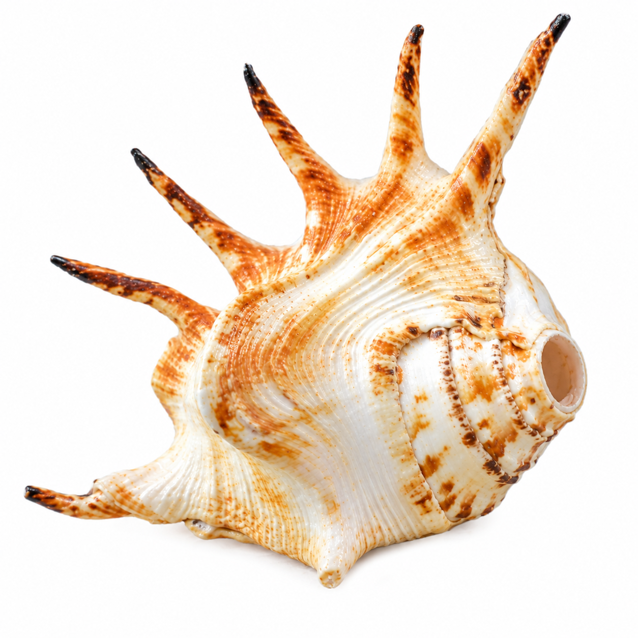 Panja Shankh (Five-Lined Conch) - Image 1
