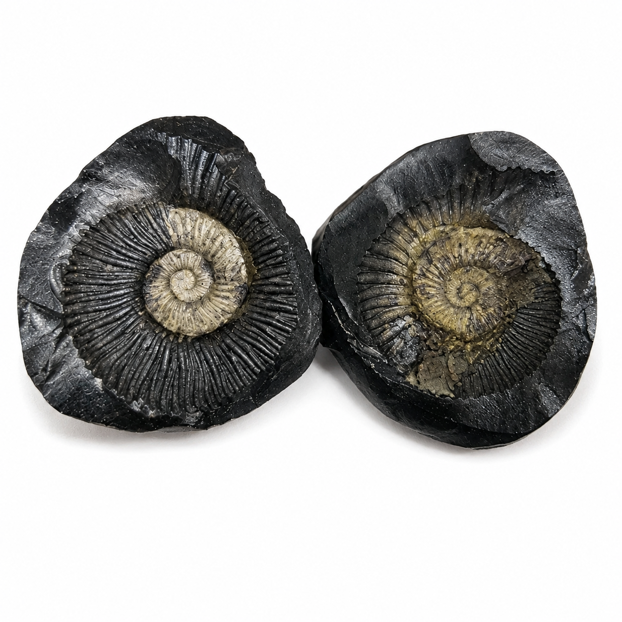 Shaligram Stone (Sacred Vishnu Stone) - Image 1