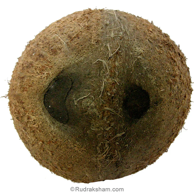 Two Eye Coconut (Do Aksi Nariyal) - Image 1