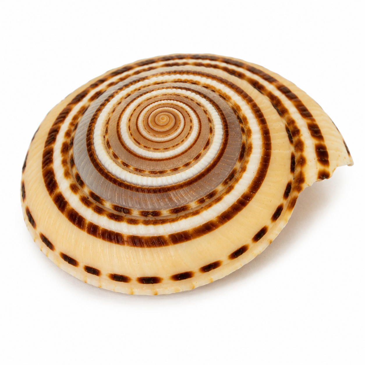 Vishnu Chakra (Sudarshana Disc) - Image 1