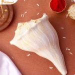 Original Dakshinavarti Shankh for Wealth and Prosperity