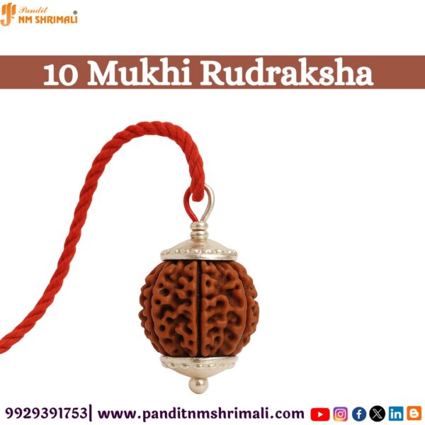 10 Mukhi Rudraksha 100% Certified & Original