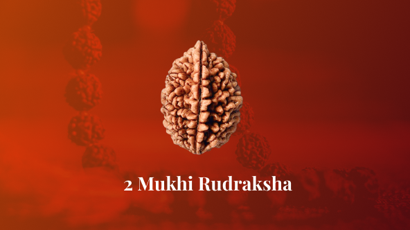 Two 2 Mukhi Rudraksha - Certified & Original Nepali, Indonesian, Haridwari, Aasami Energized Rudraksha Bead