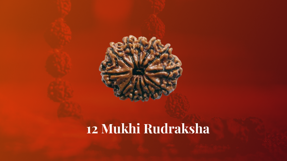 Original 12 Mukhi Rudraksha – Certified & Energized Nepali Indonesian Bead by Pandit N.M. Shrimali